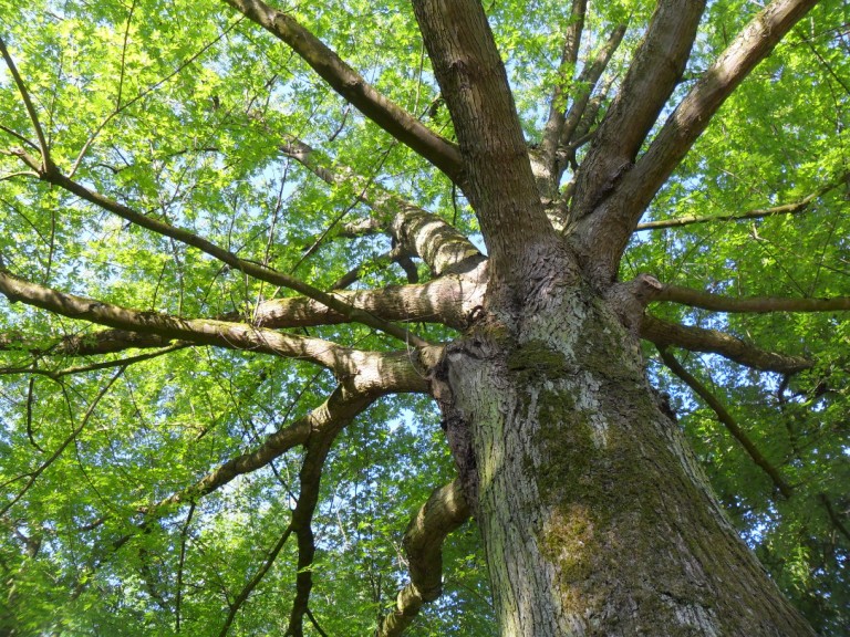 Bericht vom dritten Stadtspaziergang 2016 „Krefelds Riesenbäume – Rundgang über den Hauptfriedhof am 21. Mai